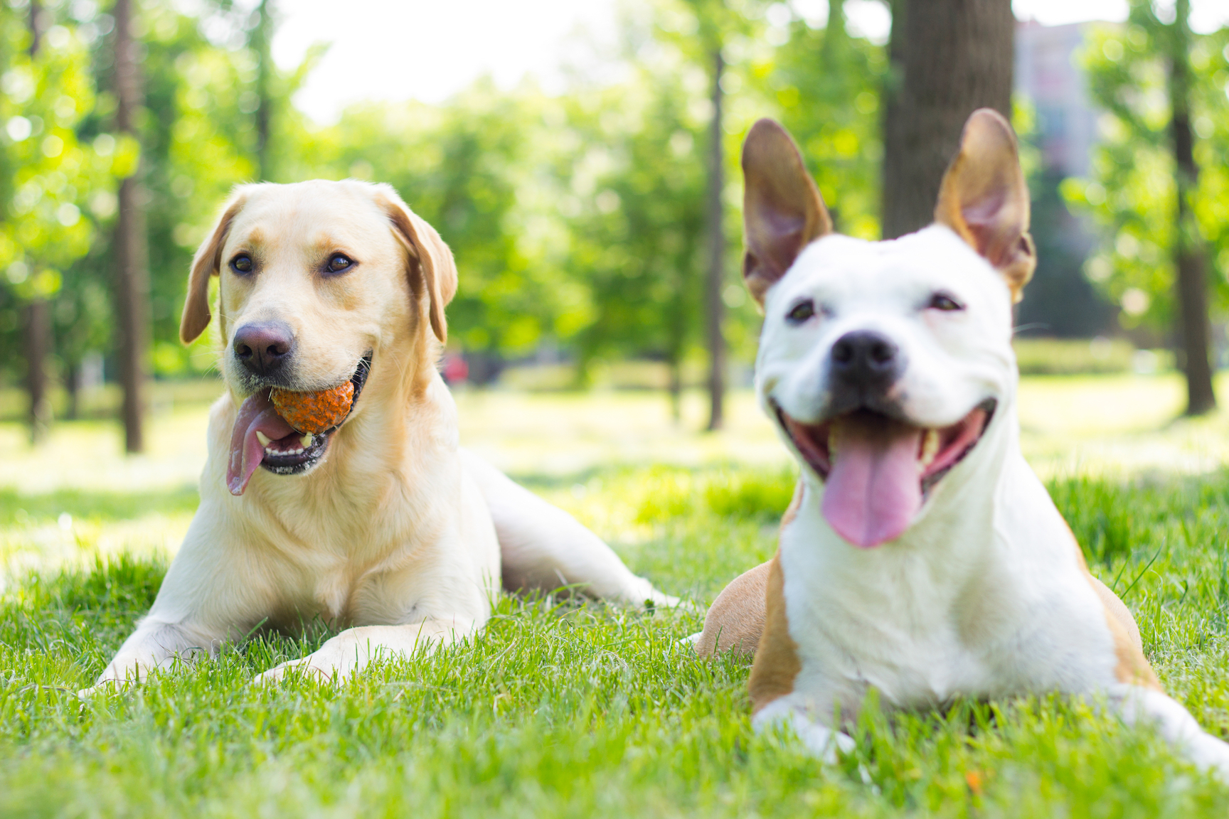 happy dogs at park