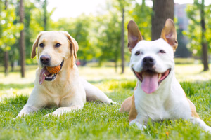 happy-dogs-at-the-park