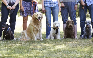 obedience-training