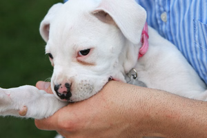 puppy-gnaws