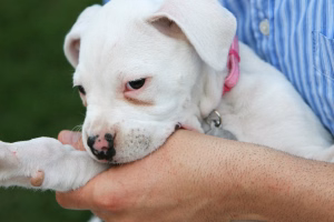 puppy-gnaws