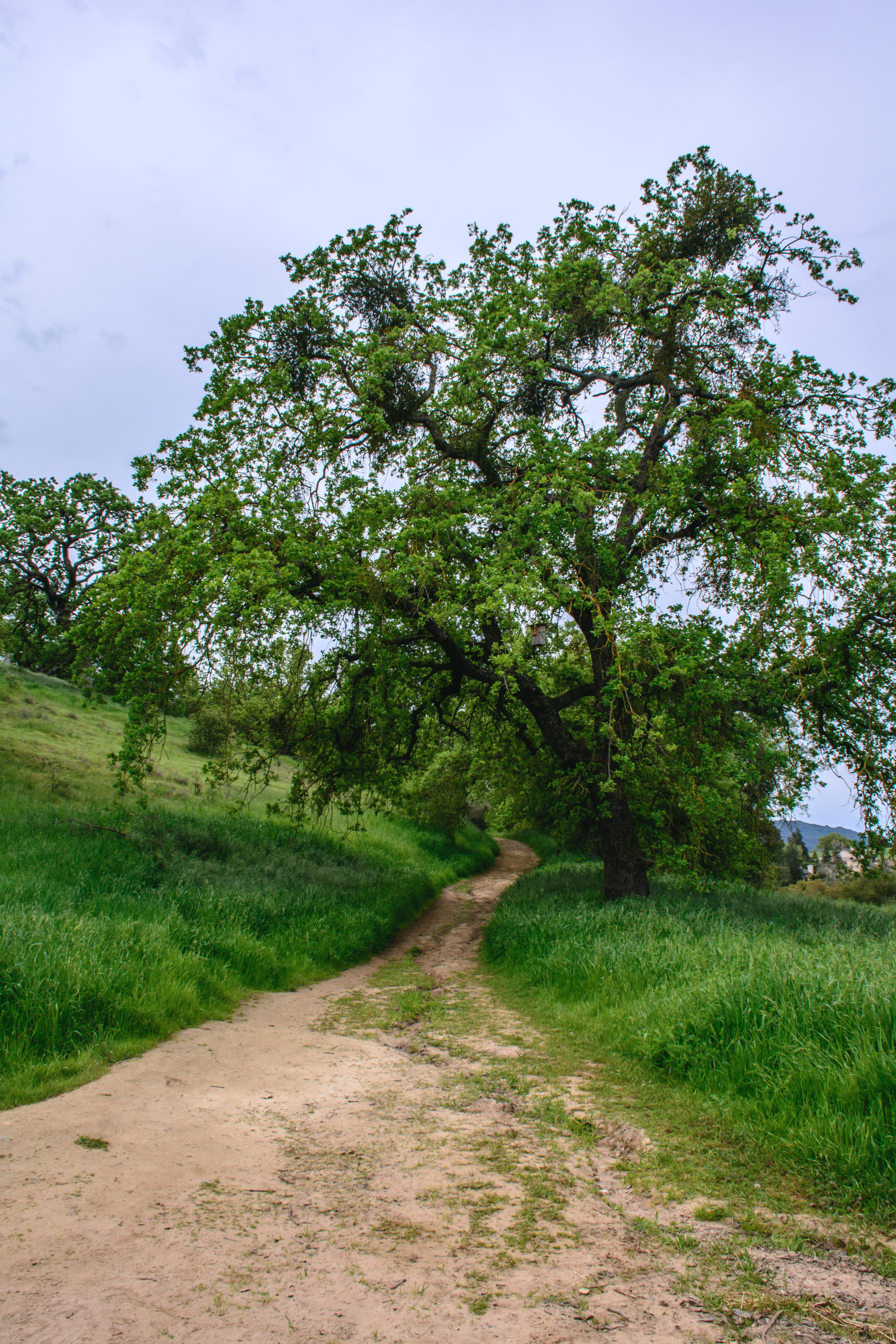 tree & path