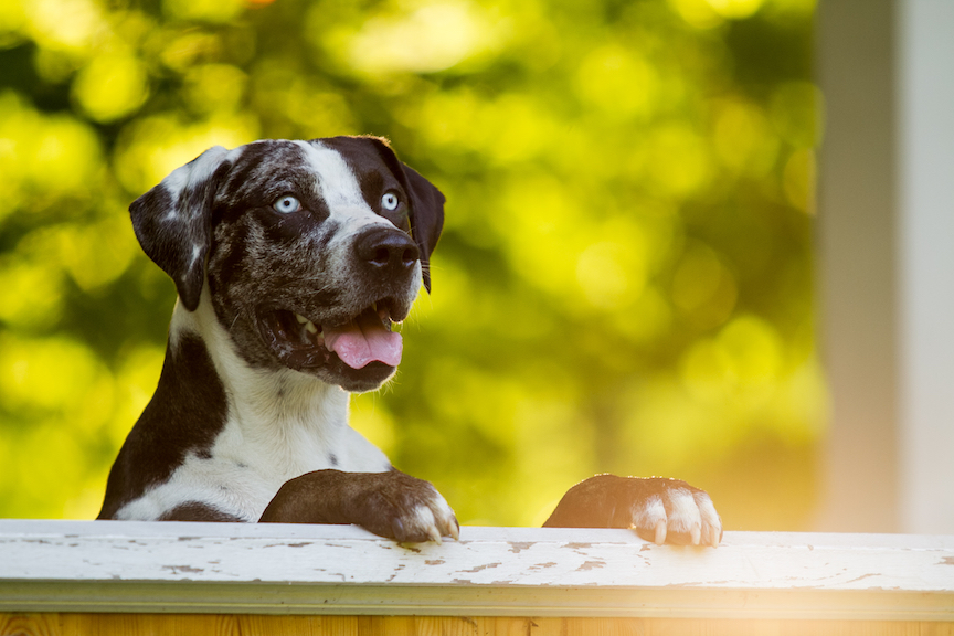 catahoula leopard