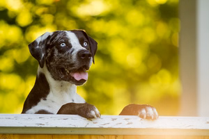 Catahoula-Leopard