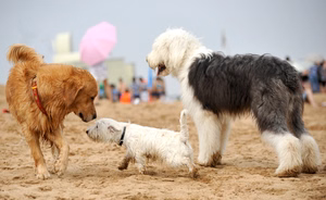 Socializing-a-dog-in-Ladera-Ranch