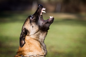 Vicious-Dog (1)