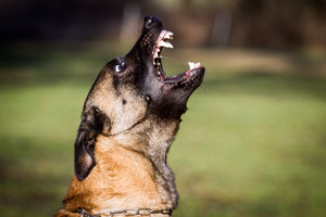 Vicious-Dog (1)