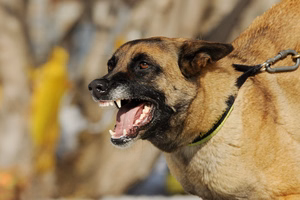 aggressive-dog