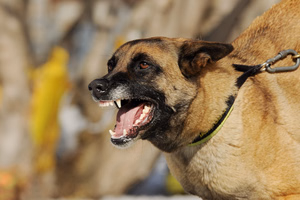 aggressive-dog