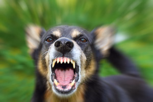 dog-bite-injury-attorney