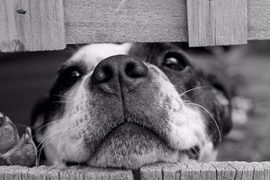 dog2-1