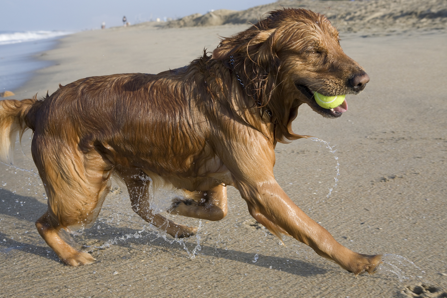 dog at beach