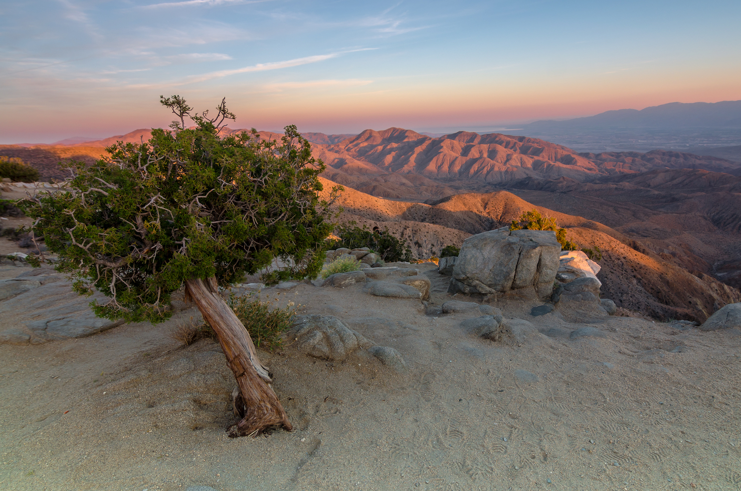 joshua tree