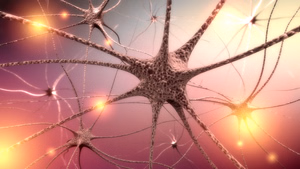 nervous-system