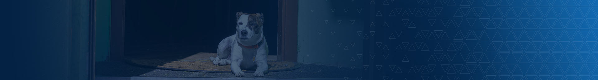 dog bite banner