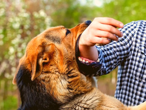 What to Do When a Dog Bites a Child
